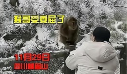 猴子的最新爆料视频大全,最新爆料视频大全揭秘幕后真相